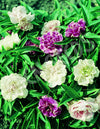 Impatiens Tom Thumb Seeds
