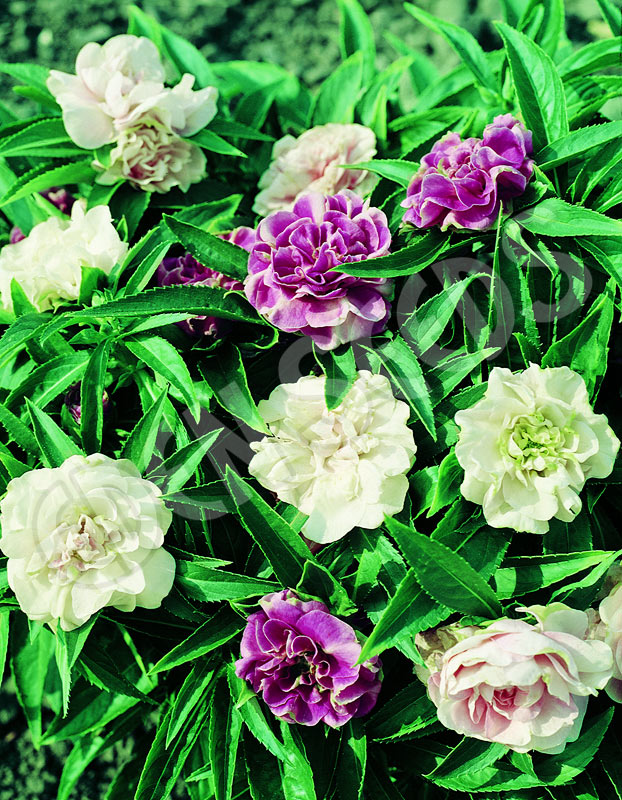 Impatiens Tom Thumb Seeds