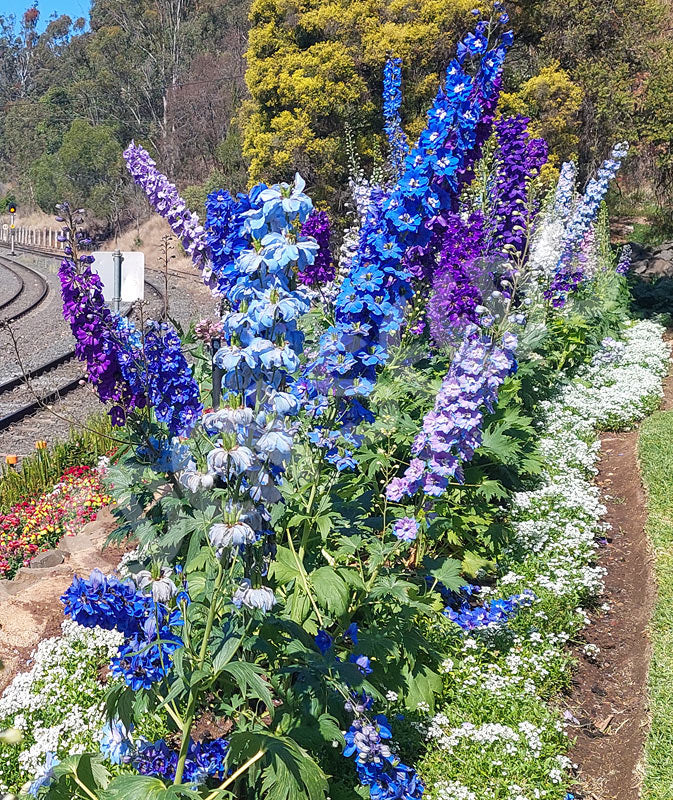Larkspur Giant Imperial Mix Seeds