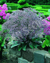 Statice Fairy Mix Seeds