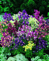 Linaria Fairy Bouquet Mix Seeds