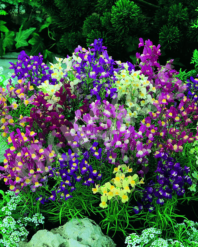 Linaria Fairy Bouquet Mix Seeds