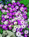 Livingstone Daisy Criniflorum Mixed Seeds