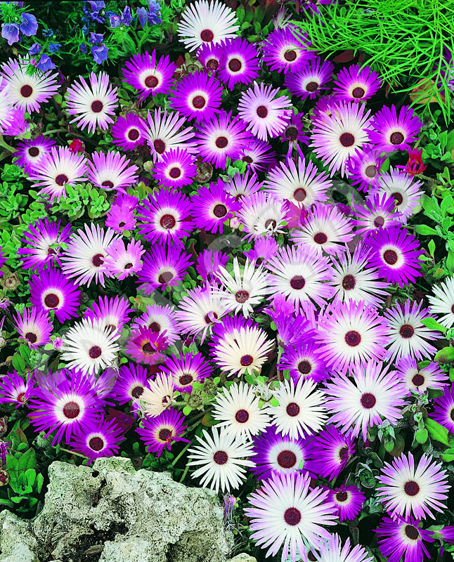 Livingstone Daisy Criniflorum Mixed Seeds