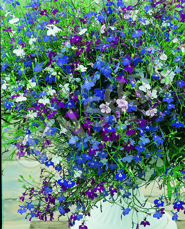 Lobelia Colour Cascade Mixed Seeds