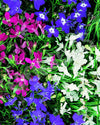 Lobelia String Of Pearls Mix Seeds