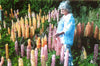 Lupin Russell Mix Seeds