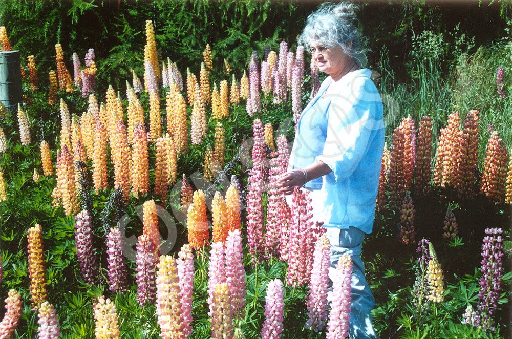 Lupin Russell Mix Seeds