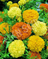 Marigold African Crackerjack Seeds