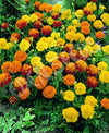 Marigold French Petite Mix Seeds