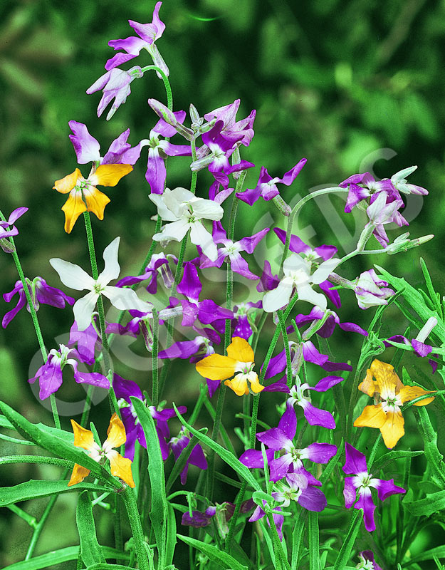 Evening Scented Stock Matthiola Seeds