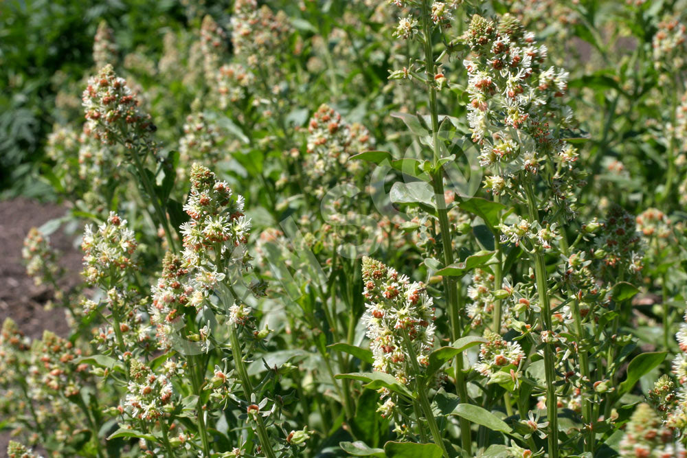 Mignonette Machet Seeds