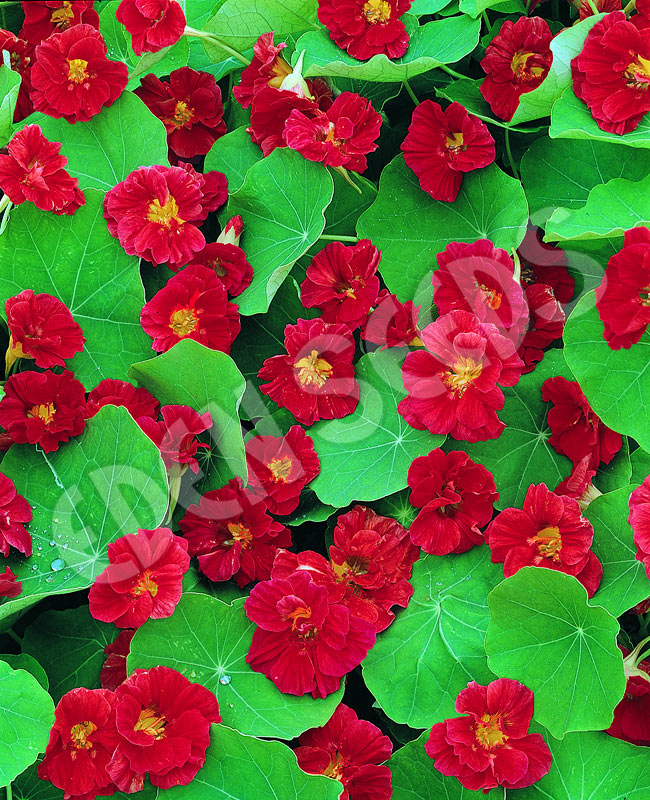 Nasturtium Cherry Rose Seeds