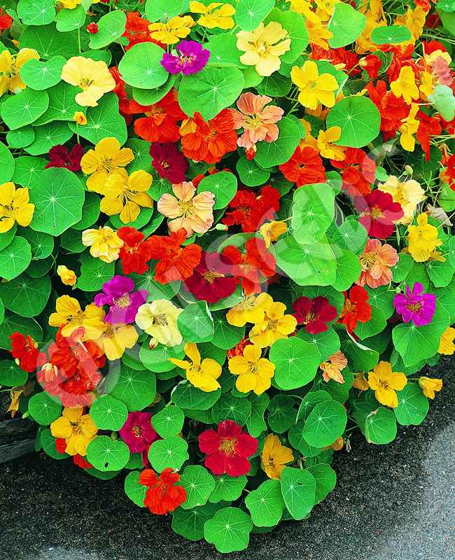 Nasturtium Jewel Mix Seeds
