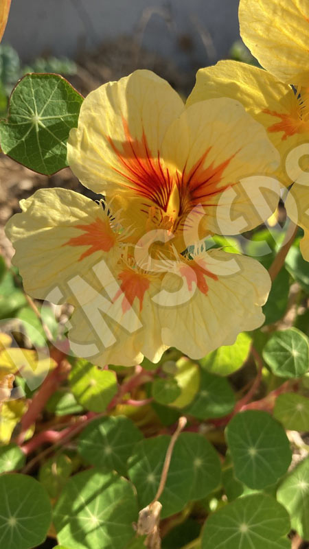 Nasturtium Double Jewel Peach Melba Seeds