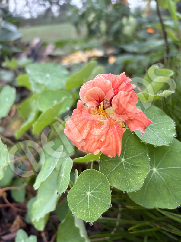 Nasturtium Salmon Gleam Seeds