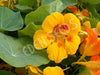 Nasturtium Trailing Mix Seeds