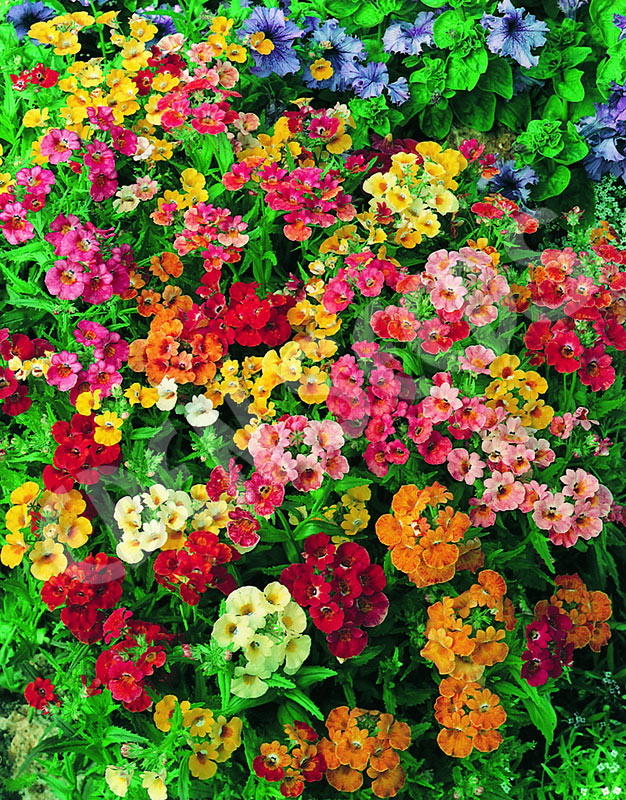 Nemesia Carnival Mixed Seeds