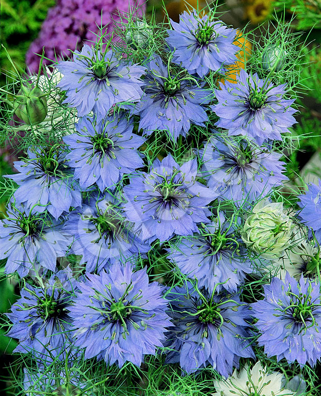 Nigella Miss Jekyll Blue Seeds