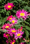 Painted Daisy Seeds