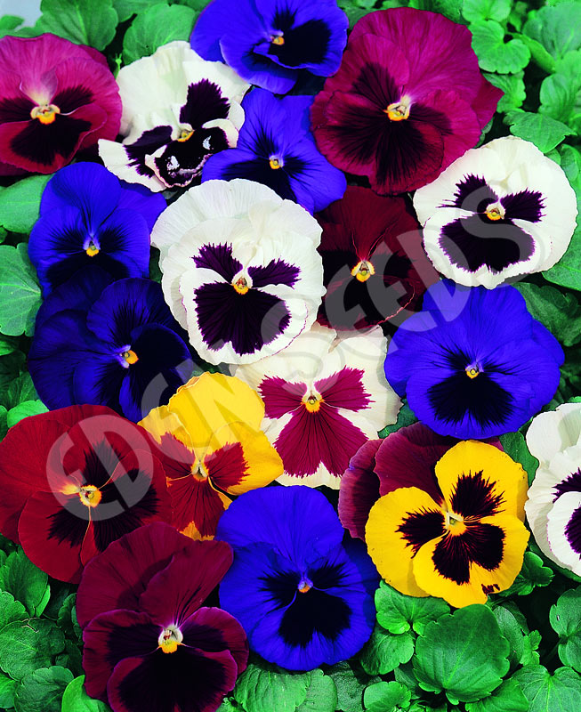 Pansy Swiss Giants Mixed Seeds