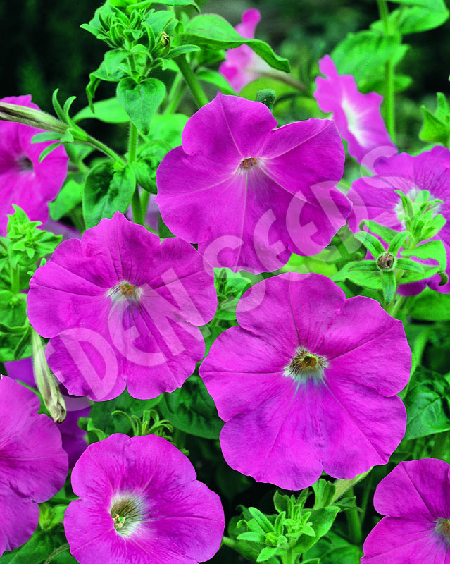 Petunia Rose Of Heaven Seeds