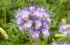 Phacelia Lacy Phacelia Seeds