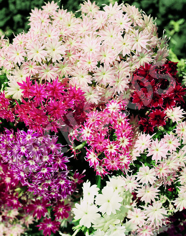 Phlox Twinkle Mix Seeds