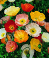 Poppy Iceland - Artist's Glory Seeds