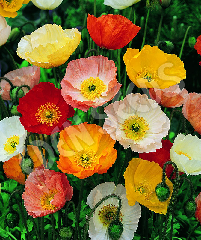 Poppy Iceland - Artist's Glory Seeds
