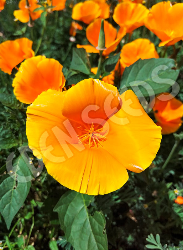 California Poppy Single Flowered Mix Seeds