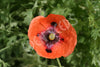 Poppy Shirley Flanders Poppy Seeds