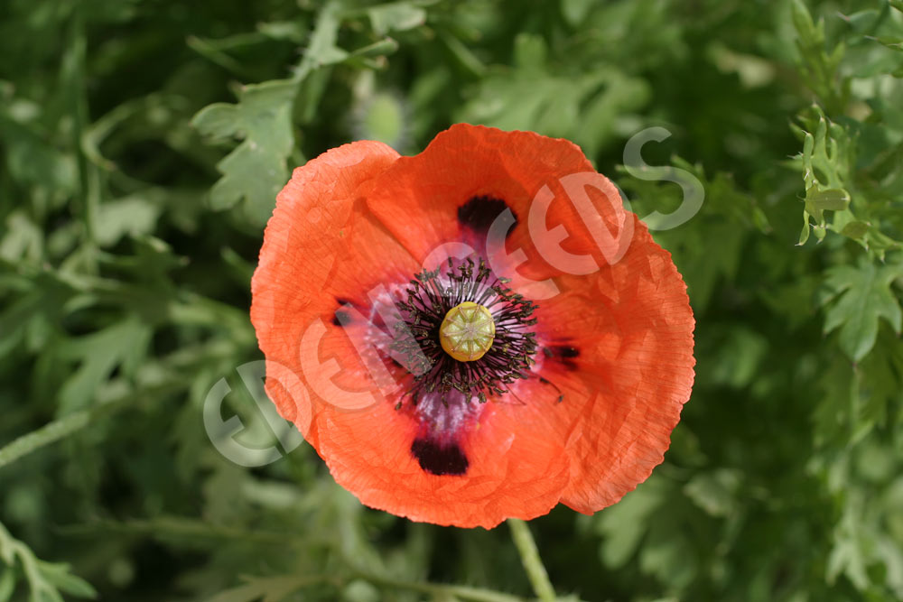 Poppy Shirley Flanders Poppy Seeds