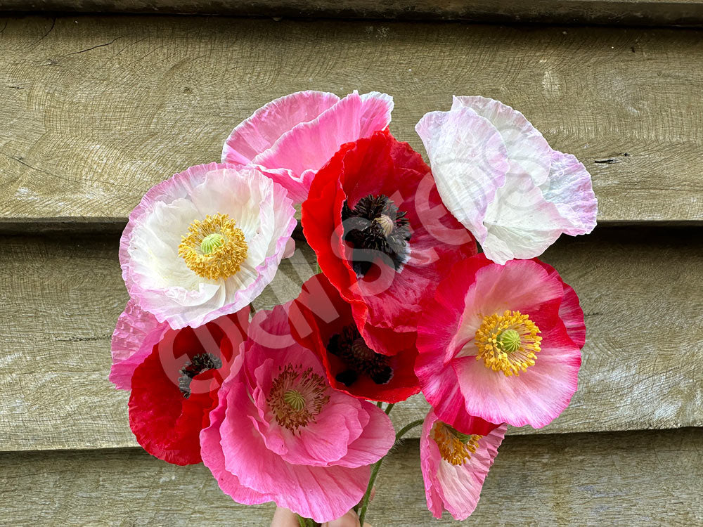 Poppy Mix Poppy Mix Seeds
