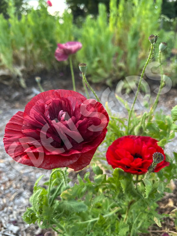 Poppy Oriental Mix Seeds