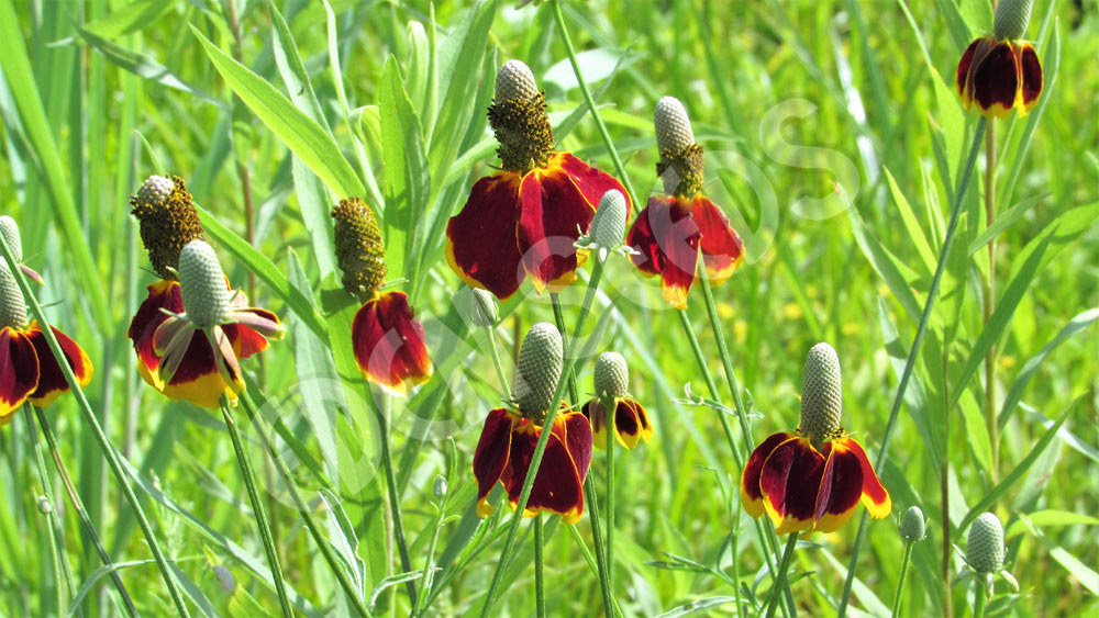 Prairie Coneflower Mexican Hat Seeds