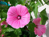 Mallow Rose Mallow Organic  Seeds