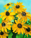 Rudbeckia Marmalade Seeds