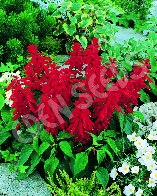 Salvia Blaze Of Fire Seeds