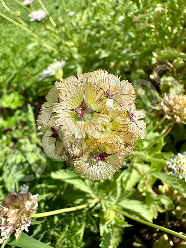 Scabiosa Starflower Seeds