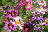 Schizanthus Angel Wings Mixed Seeds