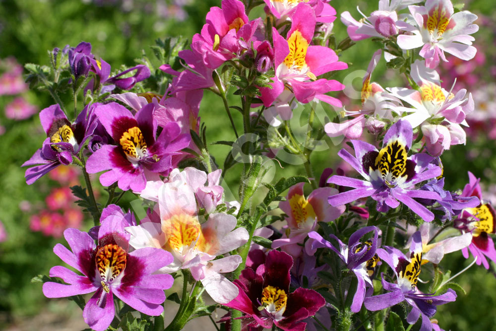 Schizanthus Angel Wings Mixed Seeds