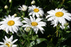 Shasta Daisy Seeds