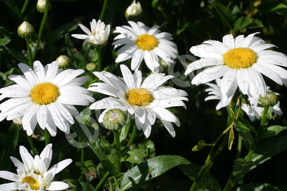 Shasta Daisy Seeds