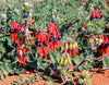 Sturt's Desert Pea Seeds