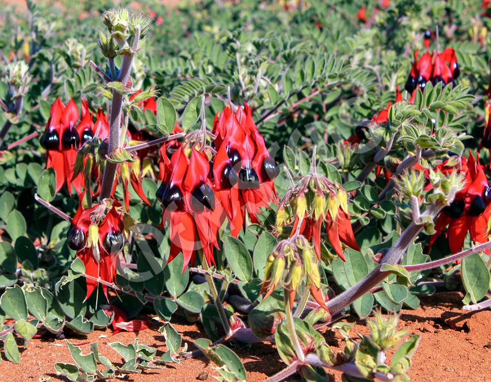 Sturt's Desert Pea Seeds