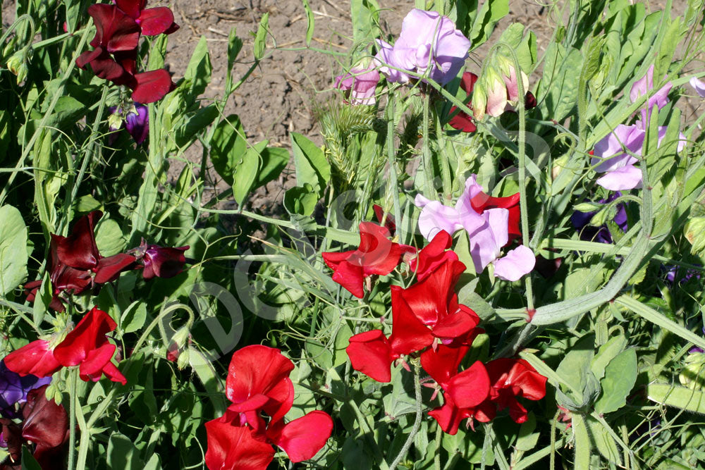 Sweetpea Bijou Mixed Seeds