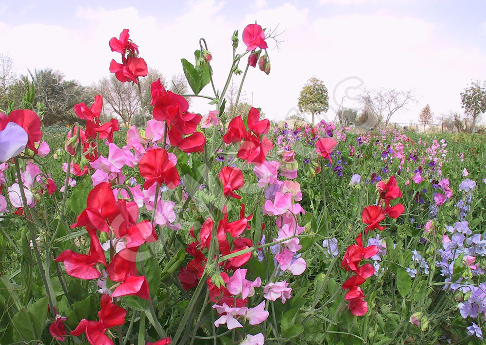 Sweetpea Old Spice Seeds