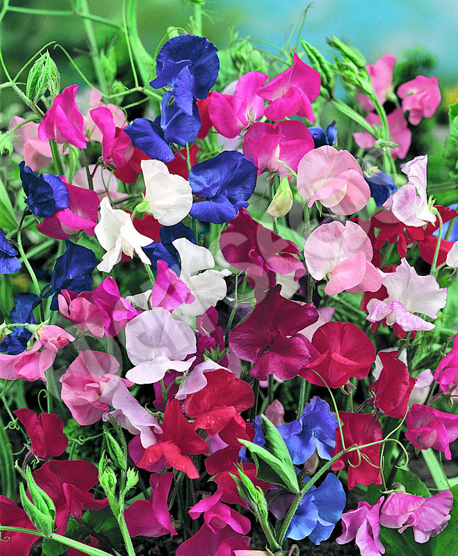 Sweetpea Spencer Choice Mix Seeds