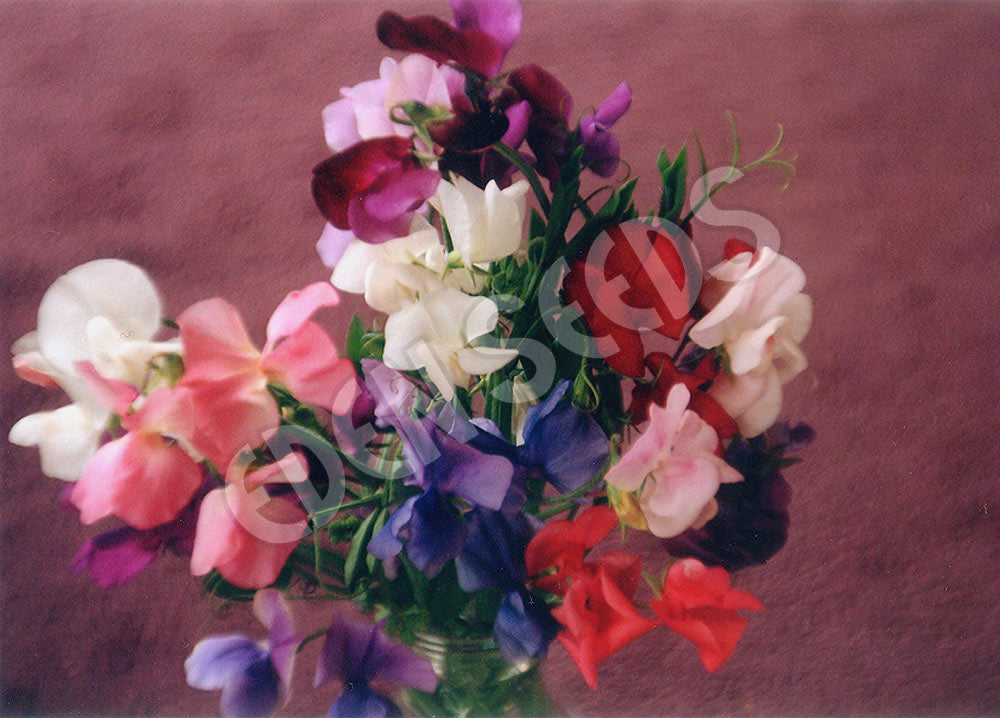 Sweetpea Royal Family Seeds